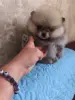 Девочка померанского шпица