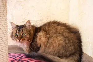 Роджер-кот, красив, кастрирован.