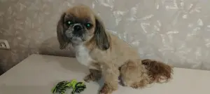 Щенки Ши-тцу