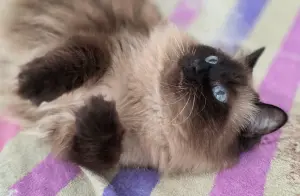 Кошка Ирма.