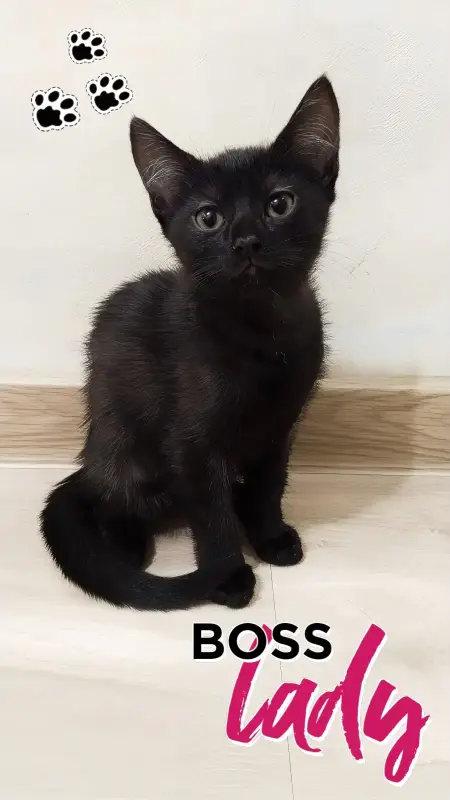 Котопад!Раздаем усато-хвостатое счастье в добрые руки!