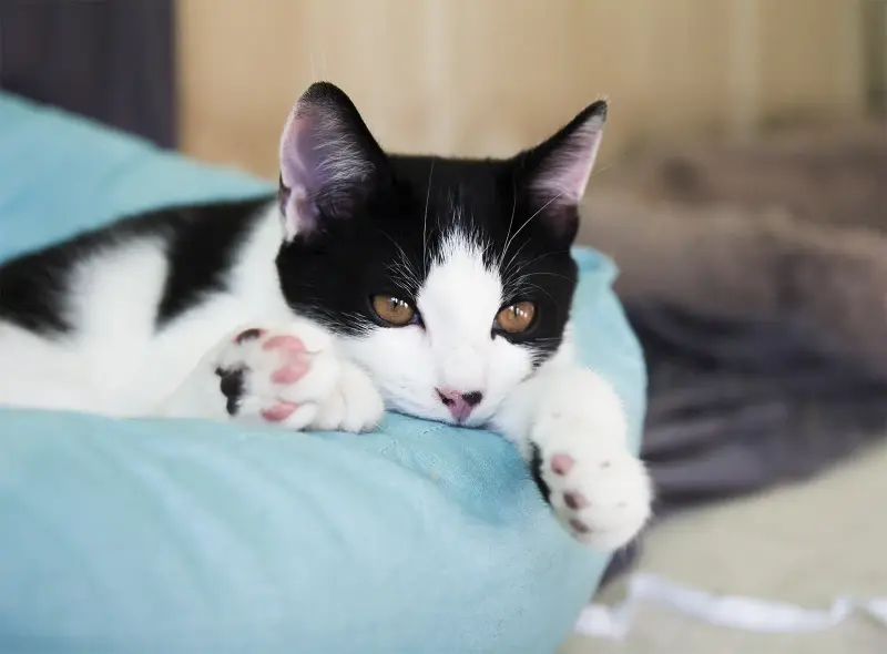 Котенок в дар