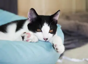 Котенок в дар