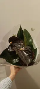 Антуриум шоколад