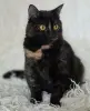 Красотка Холли. Кошка. кастрирована.