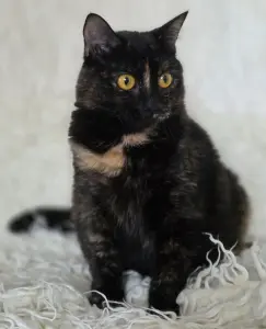 Красотка Холли. Кошка. кастрирована.