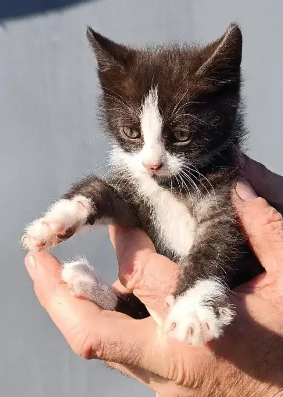 котята