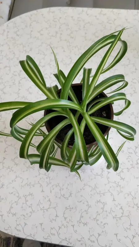 Хлорофитум кудрявый Bonnie