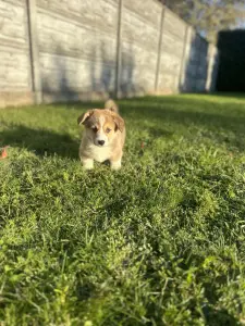 Вельш корги пемброк