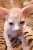Канадский Сфинкса котята Ген разноглазия