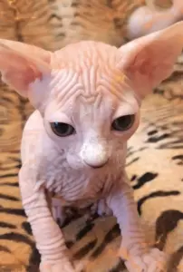 Канадский Сфинкса котята Ген разноглазия