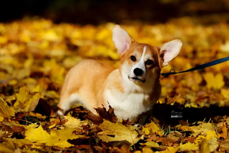 Вельш корги пемброк