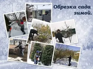 Зимняя обрезка деревьев. Зимняя уборка участка.