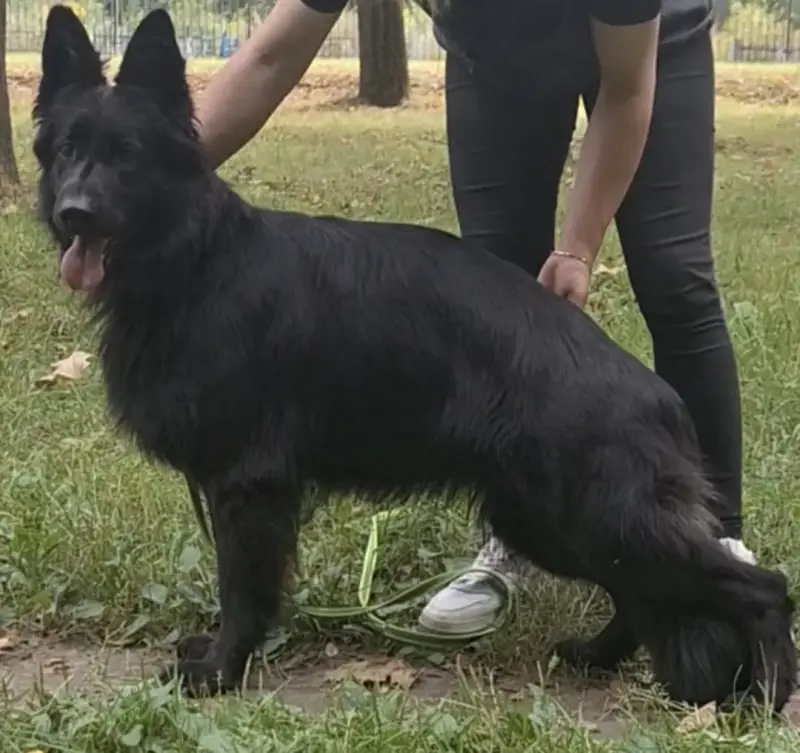 Щенки черной д/ш немецкой овчарки