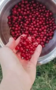 Брусника 2025