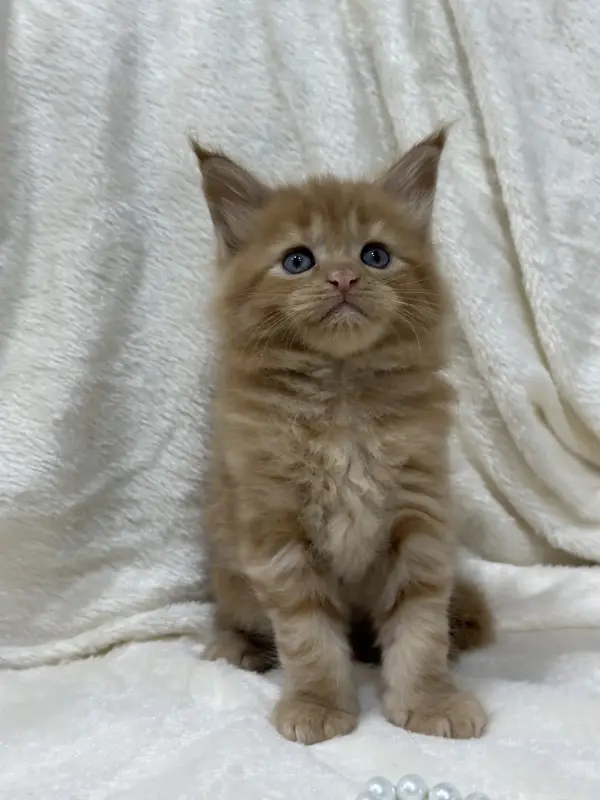 Мейн-Кун котята