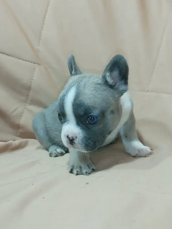 Французский бульдог