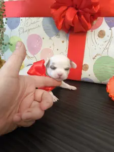 Чихуахуа щенки