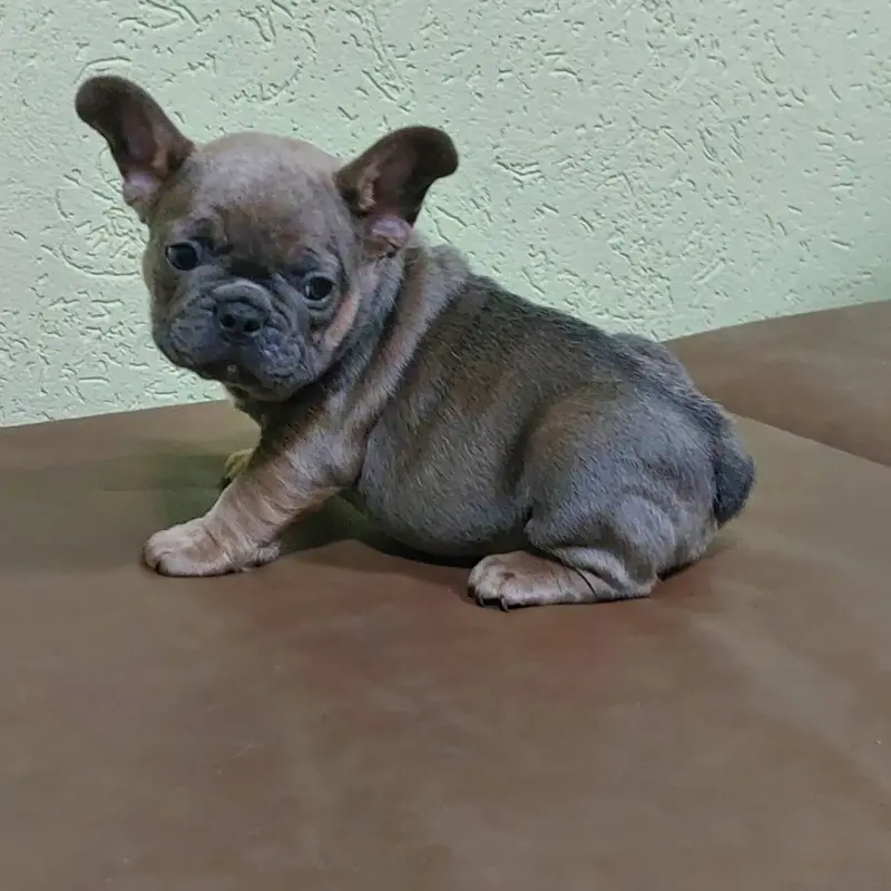щенки французского бульдога