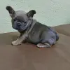 щенки французского бульдога