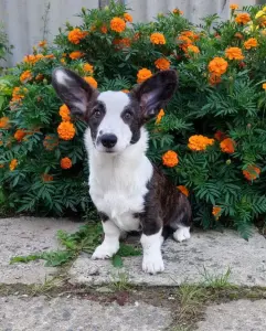 Девочка корги кардиган