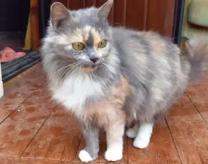 Пушистая красавица срочно ищет дом или передержку до весны