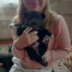 Щенки Лайки