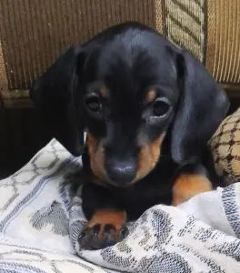 Продам щенков гладкошерстной стандартной таксы