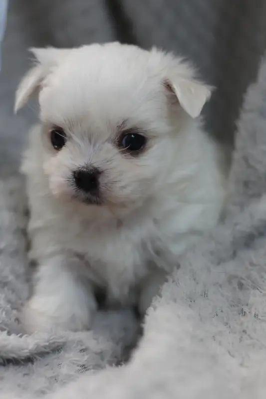 Мальтийская болонка