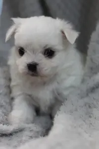 Мальтийская болонка