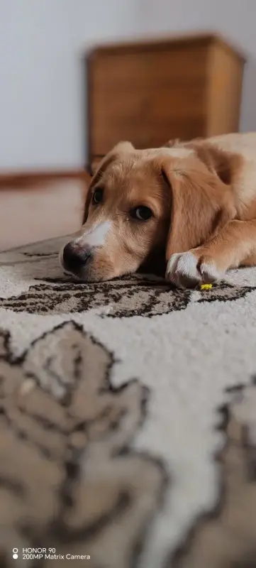 Щенок в поиске семьи