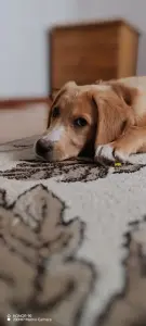 Щенок в поиске семьи