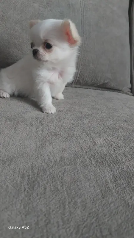 Чихуахуа девочка