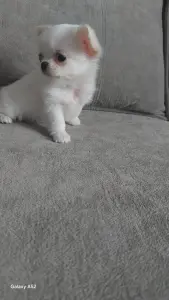 Чихуахуа девочка