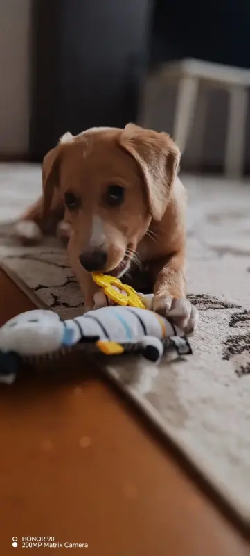 Щенок в поиске семьи