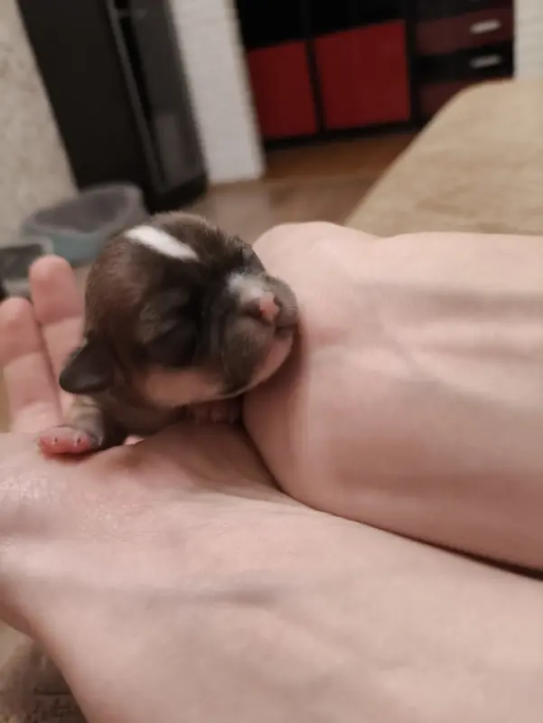 чихуахуа щенки