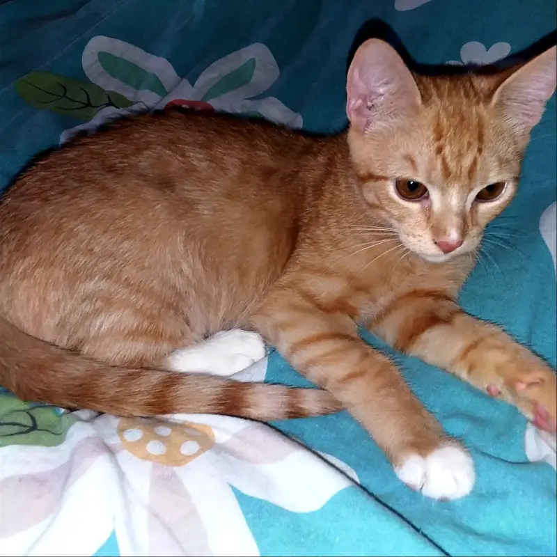 Котята и кошечки а добрые руки.Минск