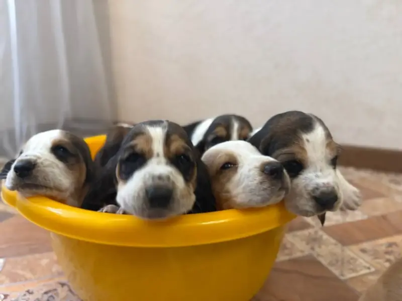 Бассет-хаунд, щенки с родословной