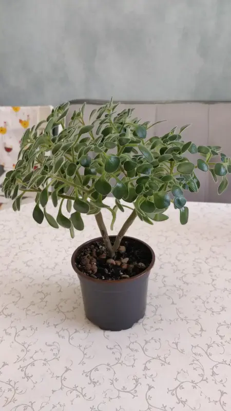 Аихризон, 'дерево любви',-шикарный куст