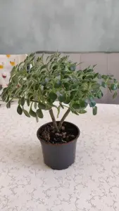 Аихризон, 'дерево любви',-шикарный куст