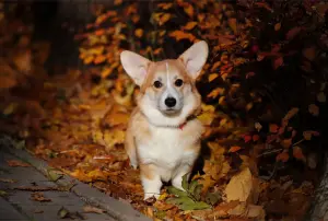 Вельш корги пемброк