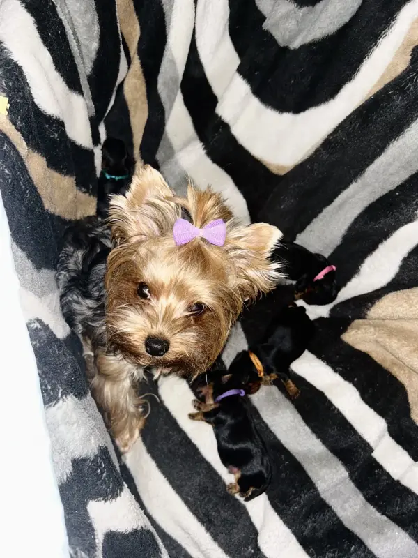 Щенки Йоркширского терьера. БРОНЬ