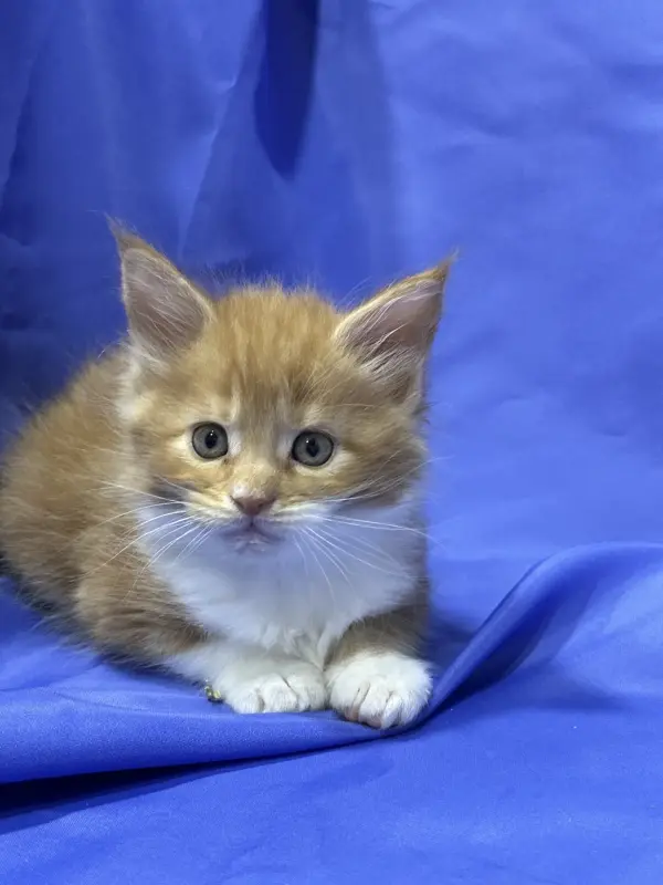 Мейн-Кун котята