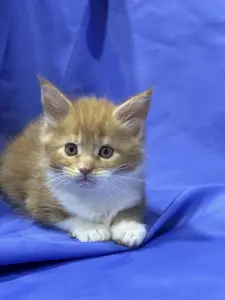Мейн-Кун котята