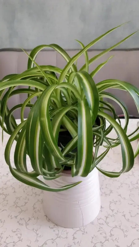 Хлорофитум кудрявый Bonnie