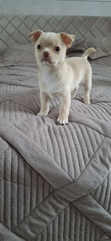 Щенок чихуахуа