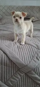 Щенок чихуахуа