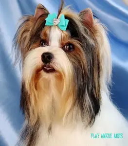 Мальчик бивер от родителей чемпионов