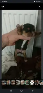 Щенки таксы ДАРОМ