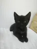 Чёрненький котенок с белой грудкой